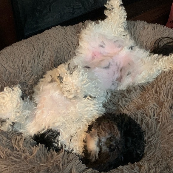 Meet your Posh Ambassador, ST! - Picture 5 of 7